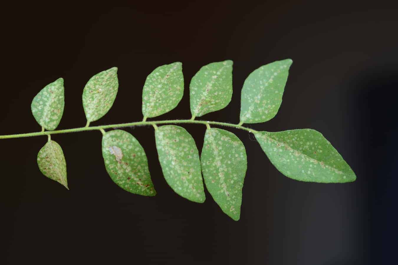 how-to-get-rid-of-black-spots-on-curry-leaves-garden-expert-guide