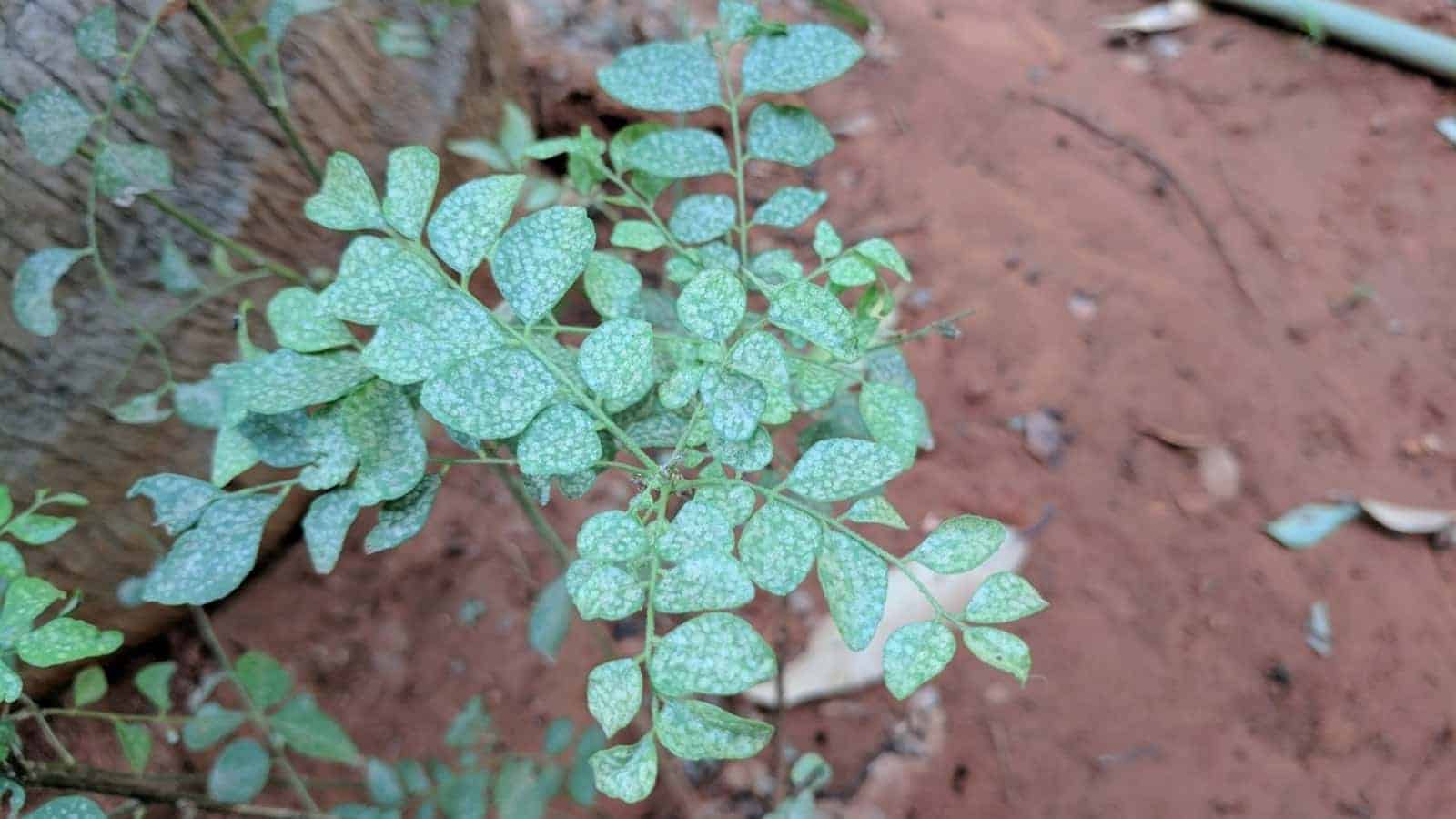 how-to-get-rid-of-white-spots-on-curry-leaf-plant-garden-expert-guide