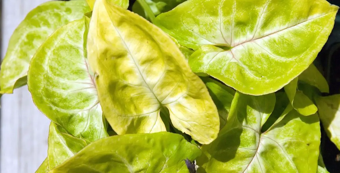 Why Are My Syngonium Leaves Turning Yellow And How To Fix It Garden 